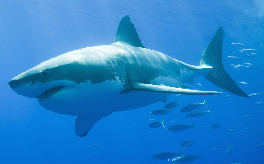 Shark Swimming with School of Fish
